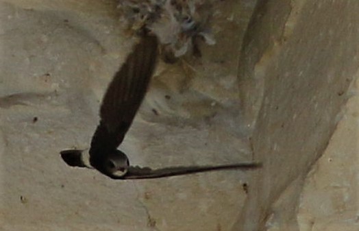 Little Swift